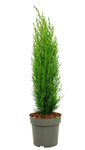 Cupressus Sempervirens Stricta 5Gallon Italian Cypress Privacy Live Plant