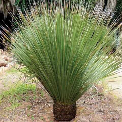 Dasylirion Wheeleri 5 Gallon Plant Desert Spoon Flower Plant Commonotol Live Plant Gr7