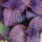 Shiso Purple Leaf 4Inches Plant Perilla Mint Beefsteak Live Plant Ht7