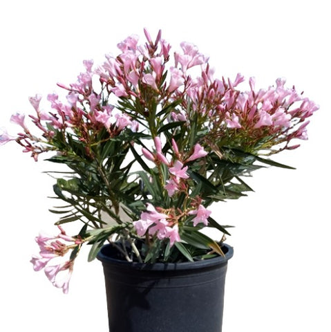 Nerium Oleander Single Pink 5Gallon Petite Dwarf Gr7 Live Plant