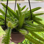 Puppy Dog Tail 4Inches Dogtail Cactus Selenicereus Testudo Hanging Plant Pot Ht7 Best