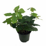 Ivy Grape Leaf Indoor 6Inches Pot Hanging Creeping Wall cover Live Plant