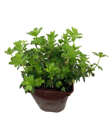 Galium Odoratum 4Inches Pot Sweet Scen Bedstraw Ground Cover Live Plant Best
