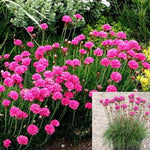 Armeria Maritima Rubrifolia 1 Gallon Thirft Sea Pink Budsbrush Live Plant Mr7