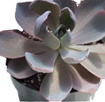 Echeveria Afterglow 4Inches Pot Succulents Plant Echeveria Is Large Genus Of Floweri Live Plant Ht7 Best