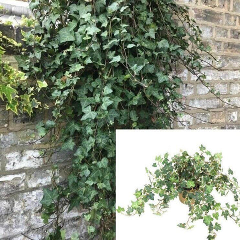 Ivy Natasha Ivy Climbing Ivy 1 Gallon Ht7 Pot Hanging Plant English Ivy Vine Plant Wall Covering Plant Ivy European I Live Ht7