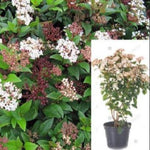 Viburnum Tin Spring Bouquet 5Gallon Laurustinus Viburnum White Red White Viburnum Tinus Laurustinus Laurust Live Plant G