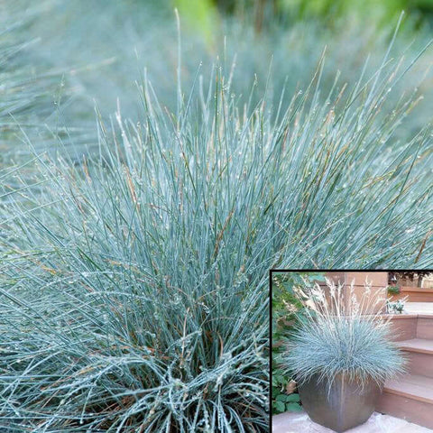 Festuca Molate Plant Creeping Blue Fescue 1 Gallon Rubra Grass Live Plant Mr7