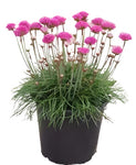 Armeria Alliacea 4Inches Pot Pink Sea Plantain Thrift Maritima Ground Cover Cute Live Plant Best