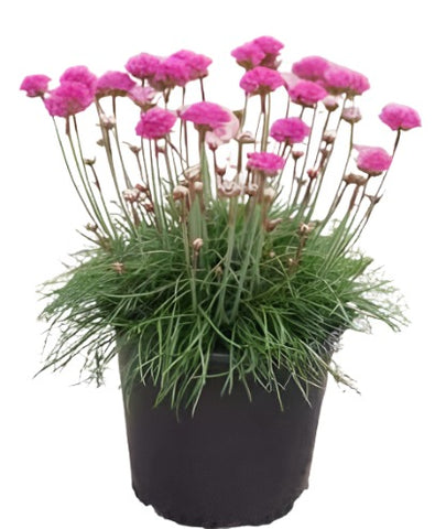 Armeria Maritima Rubrifolia 1Quart Plant Thirft Sea Pink Budsbrush Live Plant Outdoor Mr7