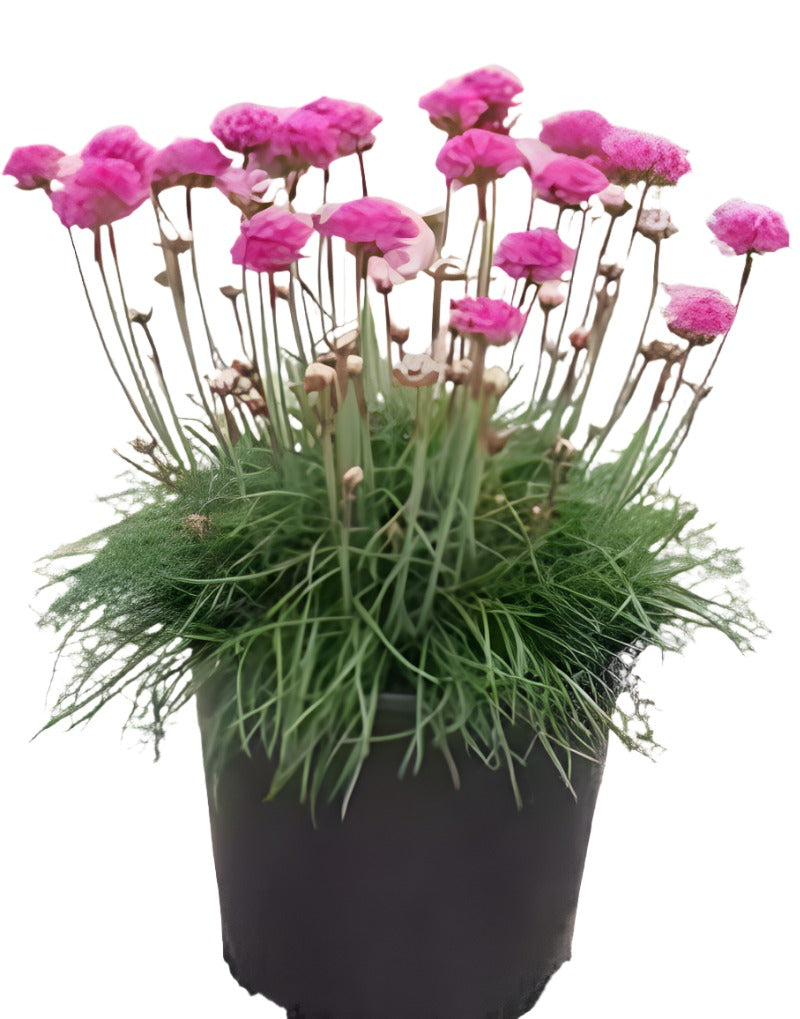 Armeria Sea Pink 1Gallon Light Pink Sea Thrift Ground Cover Pink Color ...