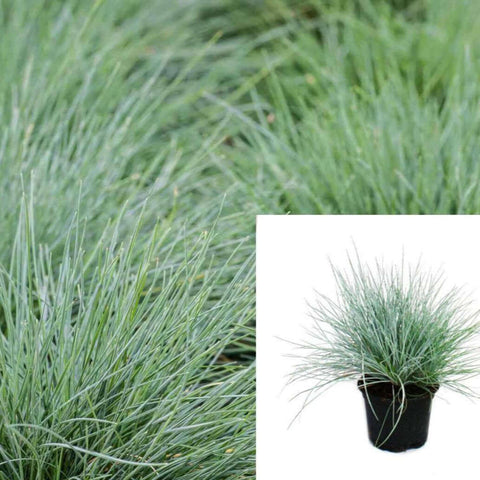 Grass Festuca Glauca Elijah Blue 1Gallon Live Plant Gg7