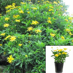 Euryops Pectinatus Viridis Plant Yellow Bushes 5Gallon Live Plant Flower Daisy Bush G