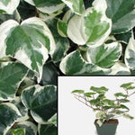 Ivy Variegated White Plant 6Packs Of 2Inches Pot Ground Wall Cover Live Plant Outdoor Ht7