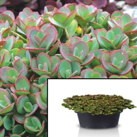 Sedum Lime Zinger 4Inches Pot Stonecrop Zinger Plant Hylotelephium Lime Zinger Stonecrop Live ht7 ground covering