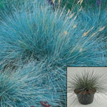 Festuca Elijah Blue Grass 4 Inches Fescue Mountain Grey Perennials Live Plant