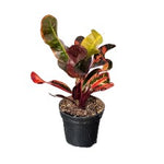 Croton Mama 6inches Plant Codiaeum variegatum Mammy Plant Live Plant Ht7