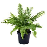 Fern Boston Grower Indoor Air Purifier 5Inches Pot House Live Plant