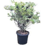 Vitex Agnus Castus Plant Standard Tree 5Gallon Lilac Chastetree Live Plant Outdoor Mr7