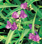 Tradescantia Gigantea Rose 4Inches Plant Giant Spiderwort Live Plant Ht7