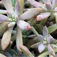 5 Cuttings Graptosedum Darley Sunshine Best Plant Not Rooted