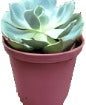 Hen Chicks succulent Echeveria Imbricata Jade Green 4Inches Pot HouseLive Plant Ht7 Best