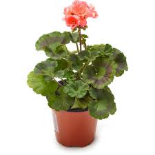 Geranium Survivor Orange 4inches Plant Zonal Geranium Flower Live Plant Pr7