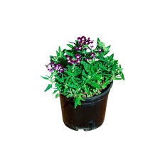 Verbena Purple 4inches Plant Argentinian Vervain Plant Pot Grape Live Plant Outdoor Ht7