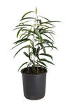 Ficus Sabre 4" pot  Ficus longifolia Narrow Leaf Fig Plant Banana Leaf Fig best Live Plant Ht7