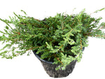 Juniperus Communis Effusa 3Gallon Chinensis Horizontalis Live Plant Ho7