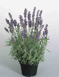 Lavandula Hidcote 5Gallon English Lavender Plant Outdorr Live Plant Fr7