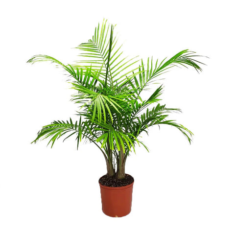 Majesty Palm 5 Gallon Plant Ravenea Rivularis Arecales House best Live Plant 4-6 ft tall Ht7