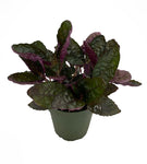 Purple Waffles 4Inches Pot Waffle Plant Strobilanthes Alternata Red Ivy Live Plant Ht7