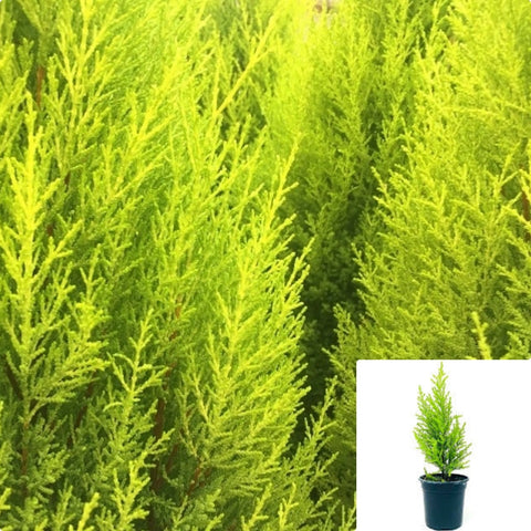 Cupressus Macro Goldcrest 2Gallon Plant Monterey Cypress Weeping Golden Live Plant Outdoor Mr7