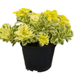 Sedum Atlantis Plant 4 Inches Pot Atlantis Stonecrop Yellow Lime Plant Succulents Live Plant Ht7 Best