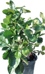 Ficus Black Mission Fig 5Gallon Organic Fruit Tree Carica Franciscana Live Plant Gr7