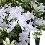 Azalea Southern Charm Patio 5Gallon Rhododendrons Flower Rhododendron Fr7 Live Plant