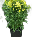 Solidago Little Lemon 1Gallon Plant Goldenrod Yellow Flower Plant Little Lemon Golden Rod Live Plant Mht7