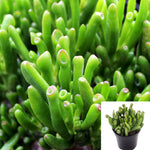 Crassula Gollum Jade Crassula 1 Gallon Ht7 Ovata Gollum Succulent Drought Tolerant Succulent Drought Tolerant Live Plant Ht7 Best