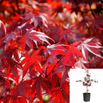 Acer Palmatum Emperor 1Gallon Pal Bloodgood Plant Japanese Maple Tree