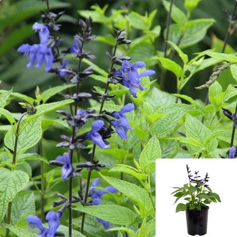 Salvia Guaranitica Black And Blue 1 Gallon Brazillian Sage Plant Perennials Live Plant pr7ht7