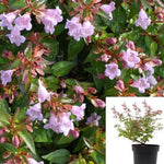 Abelia Edward Goucher 1Gallon Abelia Edward Goucher Plant Edward Goucher Abelia Plant Shrub Outdoor Live Plant Gr7