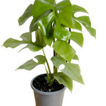 Philodendron Ginny Mini Monstera 12-16Inches Tall 1 Gallon Plant Mini Monstera Premium Perenial Live Plant 