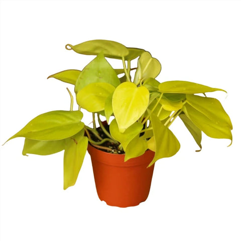 Philodendron Lemon lime  neon  cordatum heart leaf Malay Gold Live Plant Hanging ht7 best  6" pot