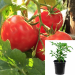 Tomato Rio Grande Roma 1 Gallon Plant Pot Live Plant Tomatoes Determinate Heir