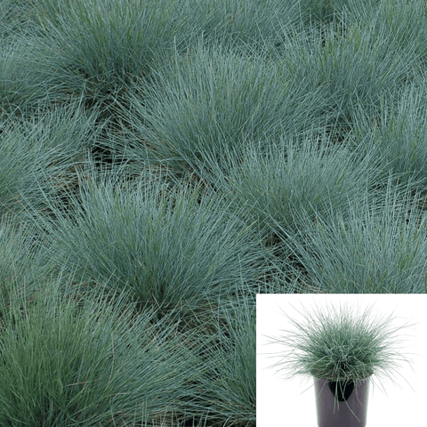 Festuca Rubra 1 Gallon Blue Creeping Red Fescue Grass Live Plants