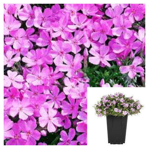 Phlox Subulata Pink 4Inches Creeping Moss Mountain Live Plant Mht7 Groundcover