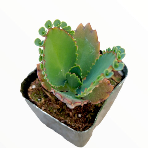 Mother Of Thousands Plant 4 Inches Devil Backbone Mexican Hat Kalanchoe Daigremontiana Bryophyllum Live Plant