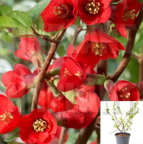 Chaenomeles Hybrid Texas Scarlet 1 Gallon Flowering Quince Orange Red Outdoor Live Plant Mr7