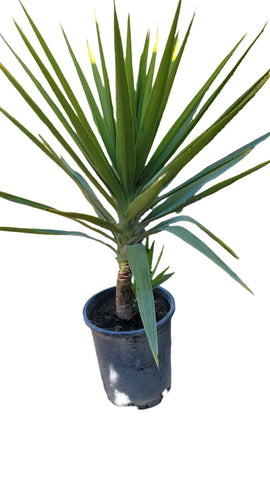 Yucca Gloriosa 5Gallon Spanish Dagger Adam S Needle Glorious Yucca Lord S Candlestick Mound Lily Evergreen Shrub Live Plant Hogr7